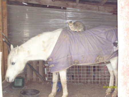 my old gelding and my cat strange partnership