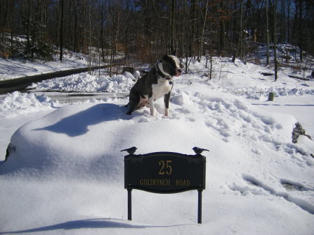 Spot- king of the Mountain!