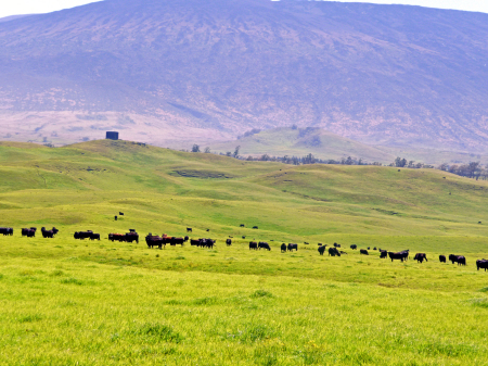 2-15-09 Parker Ranch cattle