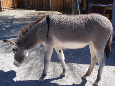 oatman 048