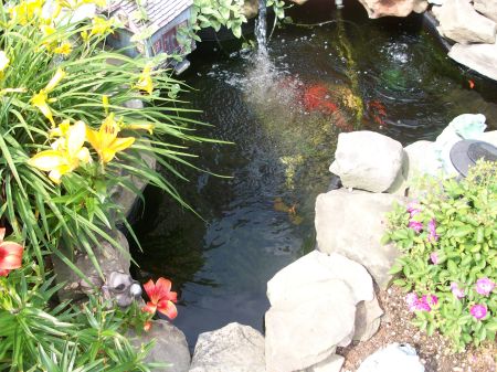 My Pond