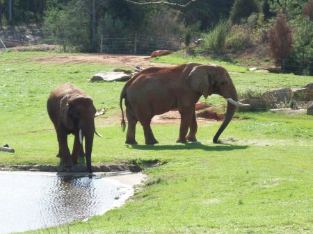 Elephant Raleigh NC Zoo