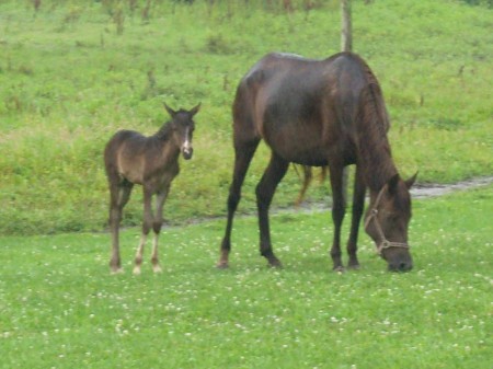 Peruvian Paso Finos