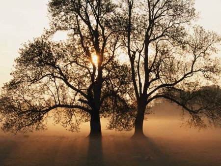 Misty morning in Parma (facsimile)