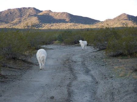 Our morning walk