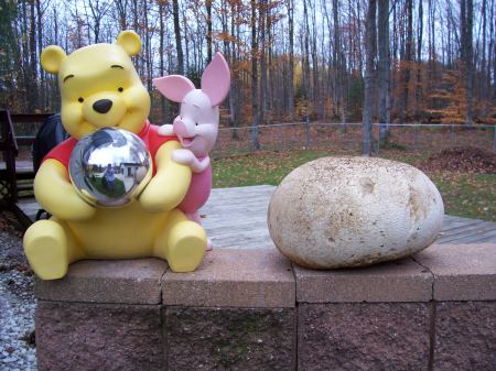 A very large puffball