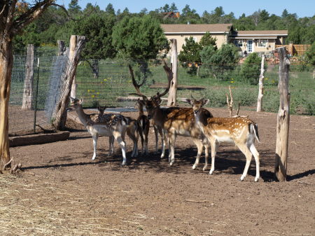 Our Fallow Deer Family