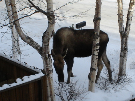 Moose in front yard 3-08-09