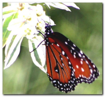 Buttefly on flower