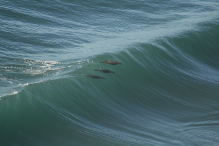 more Sea Lions Playing in the surf