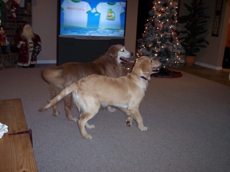 Samson, our news Golden Retreiver & Major