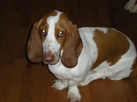 My beautiful Bassett, Chester.