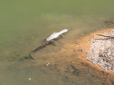 Crocs in Winjana Gorge in the Kimberley