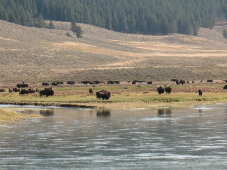 Bison Herd