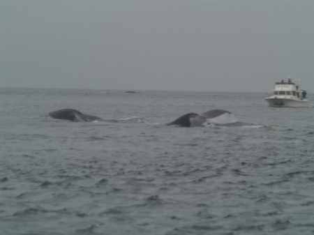 Out chasing whales (Humpbacks)