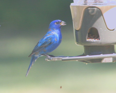 Indigo Bunting