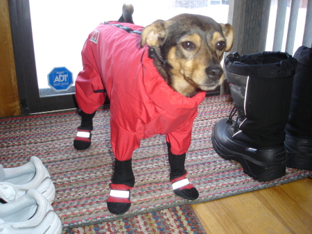 Kiwi looking adorable in her new snowsuit