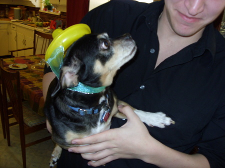 Scrappy was totally humiliated in his sombrero