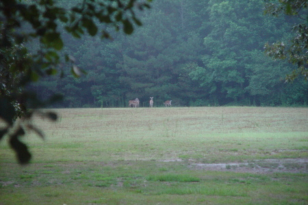 more deer at my house in n.c.
