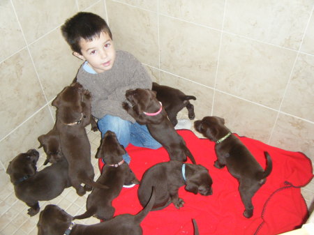 11 puppies 032