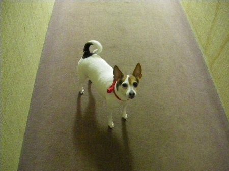 Lucy!   My Toy Fox Terrier