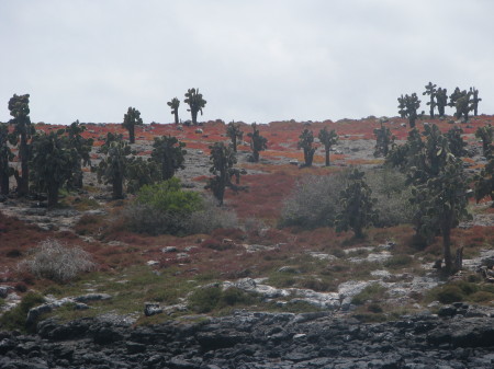 Santa Fe Island - Galapagos