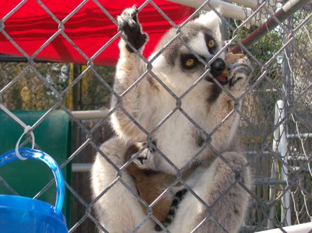 baby lemur born march 18th