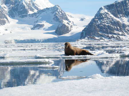 Female Walrus