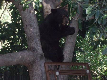Bear in a avacado tree.