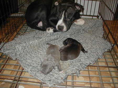 "Zoey and her pups Nu Muney, & Big Boi"
