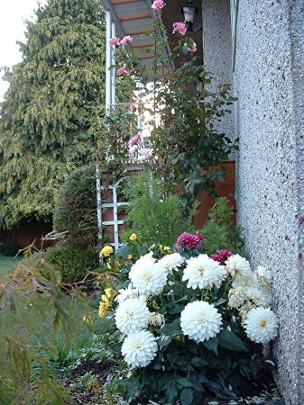 2009 late summer, my garden fr. house