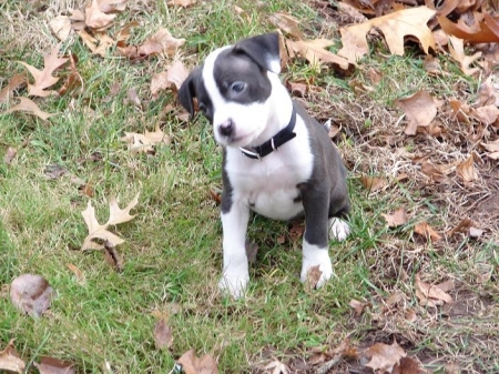 Kyra as a puppy