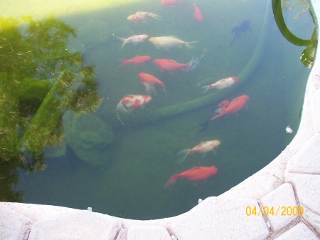 Koi Moving about After Long Winter