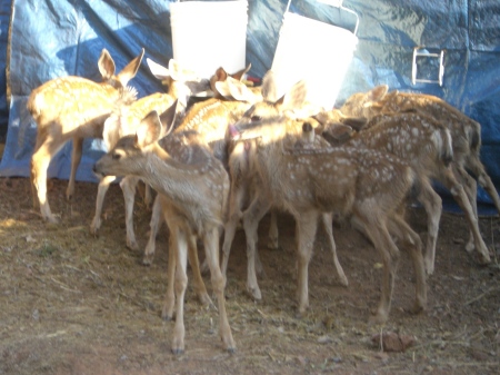 Fawns being "Bucket fed"