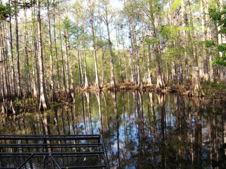 airboatcypress