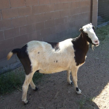 Teddy Goat at 12, 2008