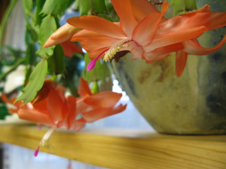 Christmas Cactus