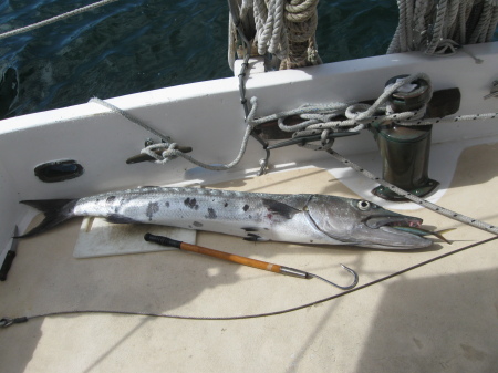 4'6" Barracuda speared in Bahamas