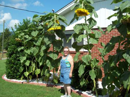 Giant Sunflowers