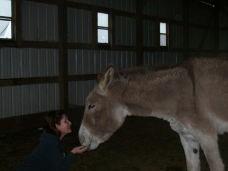 Stone...the mammoth donkey