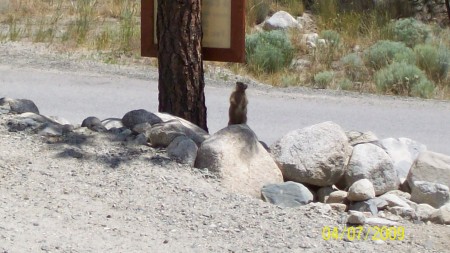 Marmot family took up residence this summer