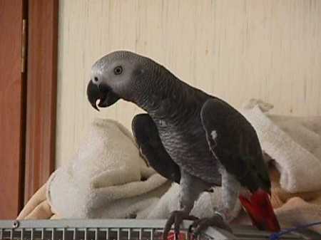 African gery parrot