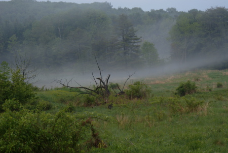 fog in the field
