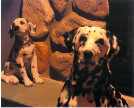 Find the real Dalmation!