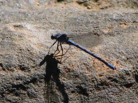 I love dragonflies..