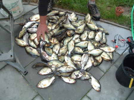 Cobosee stream crappie and white bass