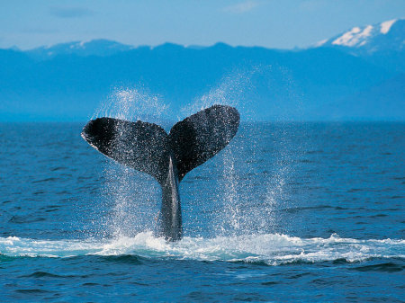 humpback