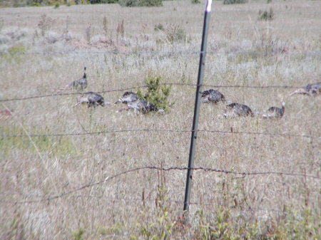 Twenty-nice Turkeys working field by house