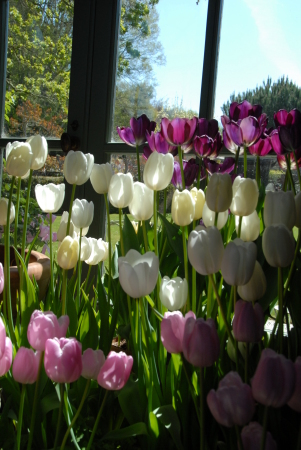 Incredible Tulips