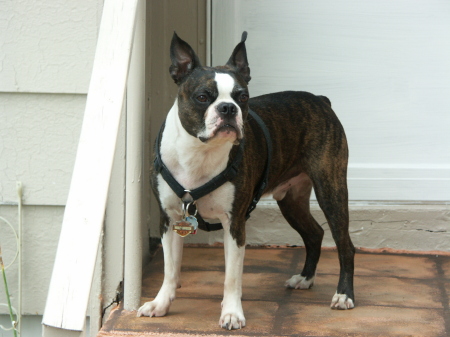 Our Boston Terrier Brutus